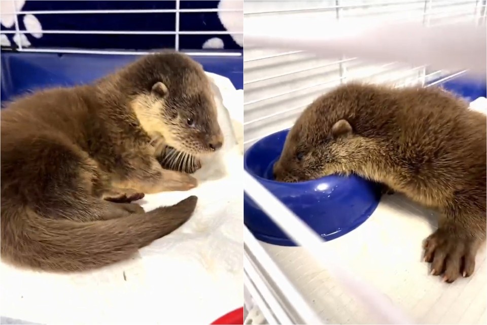    Неравнодушная девушка спасла детенышей выдры. Фото: стоп-кадр видео приюта