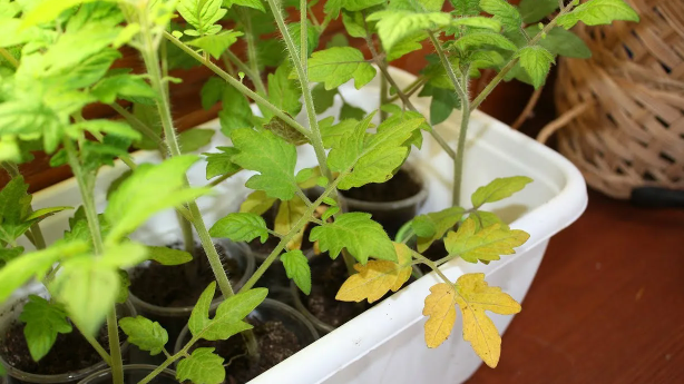 Спасаем томаты: как по желтым пятнам на листьях понять, чего не хватает рассаде