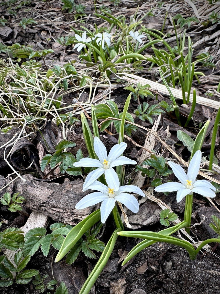 Хионодоксы