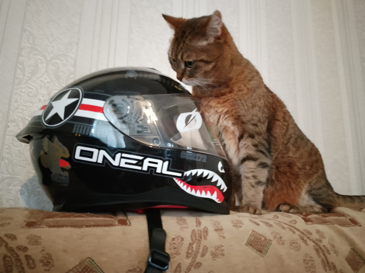 Кот Степан рядом с мотошлемом