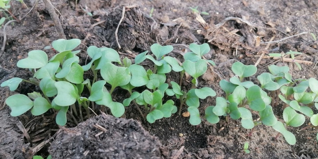 Мой список из 7 культур для апрельской посадки. Работает всегда