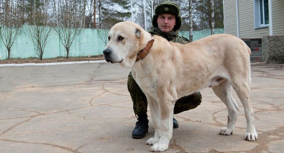    медиасток.рф