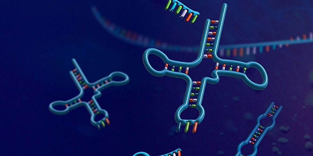 Зачем в клетке нужны молекулы РНК, если ДНК всё может сама?