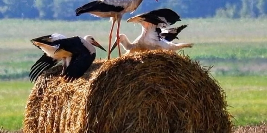 Жизнь длинною в сто лет