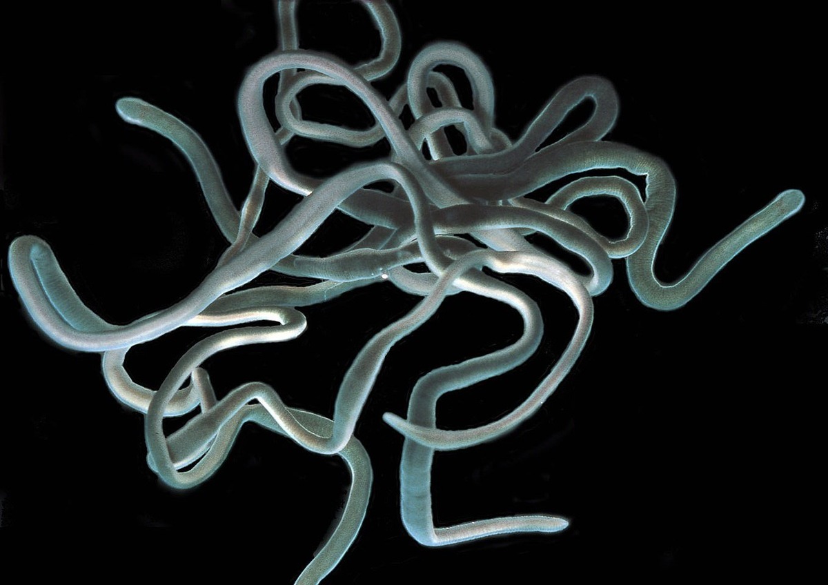    Немертины — преимущественно морские (хотя есть пресноводные и даже сухопутные) ленточные черви длиной от 2-3 мм до 54 м (рекорд длины в мире животных). В большинстве своем хищники, хотя есть падальщики, паразиты и комменсалы морских беспозвоночных. Служат пищей для высших хищников и снабжают их тетродотоксином, который синтезируют бактерии в кишечнике червей.