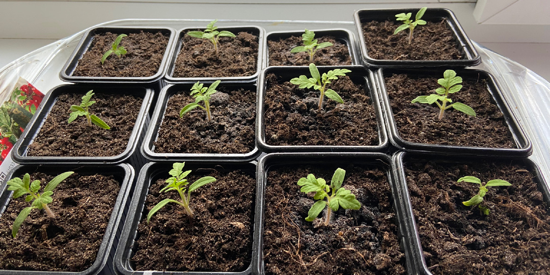 Мой дневник экономии. Дни 139–144: Когда жизнь вносит правки в бюджет