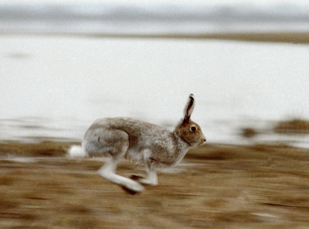     Заяц-русак в Окском заповеднике. © РИА Новости. В. Чистяков