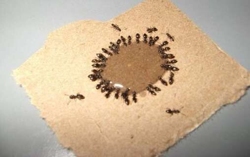 Как избавиться от муравьёв на участке навсегда: 3 жестоких метода, которые работают