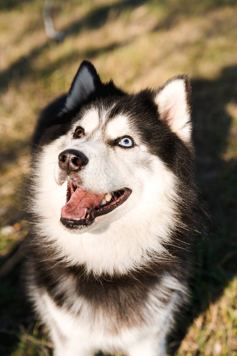 Кирилл, один из 6-ки собак, которым нужен серьёзный хозяин 