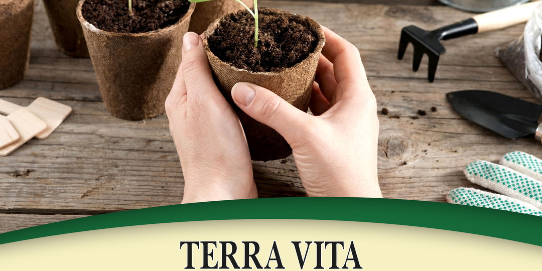 5 правил для рассады с рынка: как не загубить покупку в первые дни 🌱