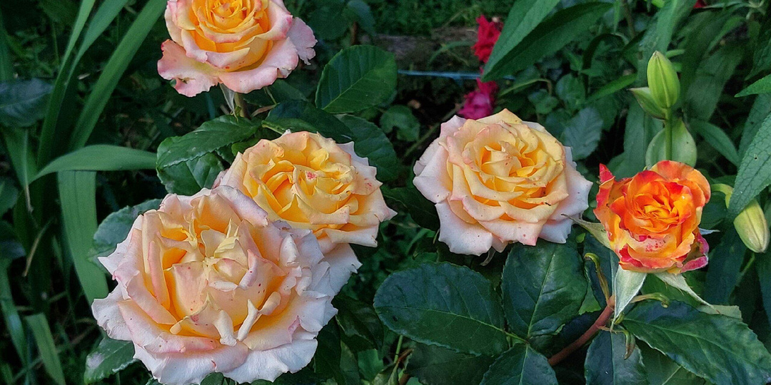 Отзыв о чайно-гибридной розе «Текила Санрайз» (Tequila Sunrise)