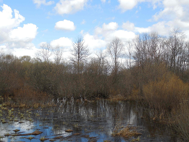 Паводок не дал дойти до свалки, но не скрыл нарушения на тверской сельхозземле