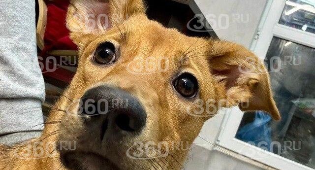 В Москве потерялся раненый щенок