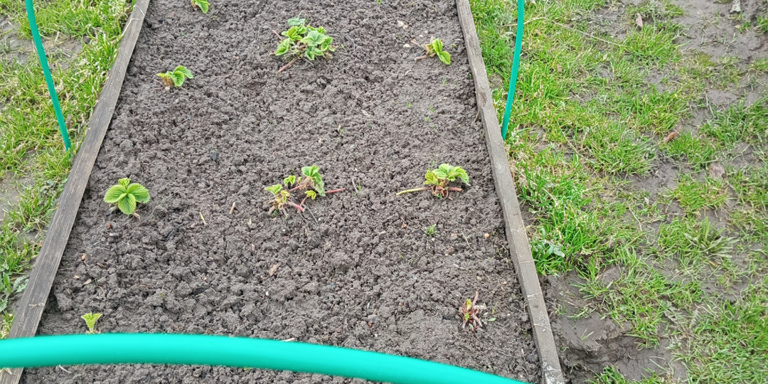 ОКНО ЗАКРЫВАЕТСЯ 5 МАЯ: успейте посадить рассаду клубники, которая перезимовала с осени