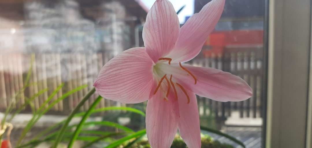 ЦВЕТОК ЗЕФИРАНТЕС-ОКАЗЫВАЕТСЯ "ВЫСКОЧКА"