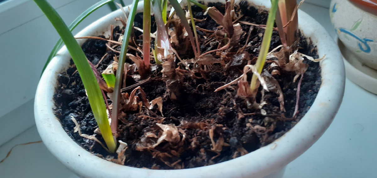 В таком виде пришел ко мне в дом зефирантес