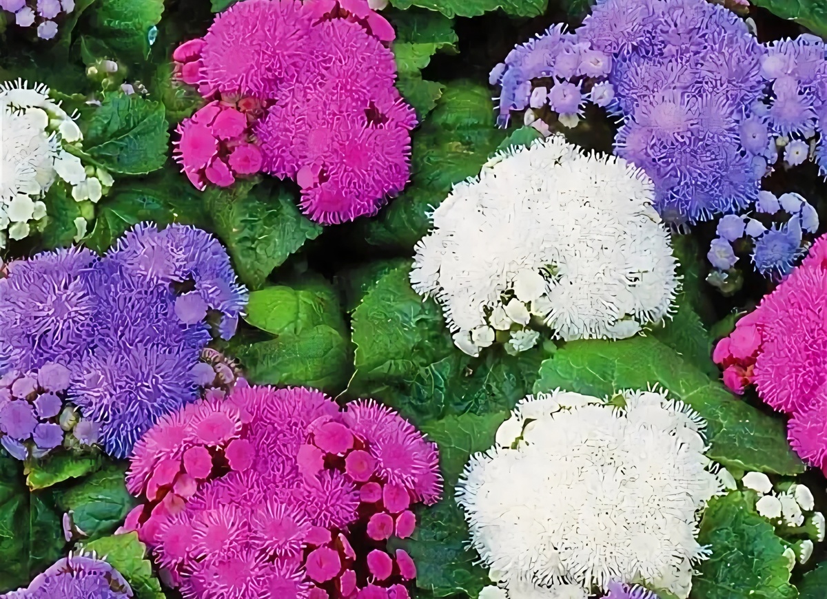 Агератум обладает богатой цветовой гаммой. Фото из открытых источников