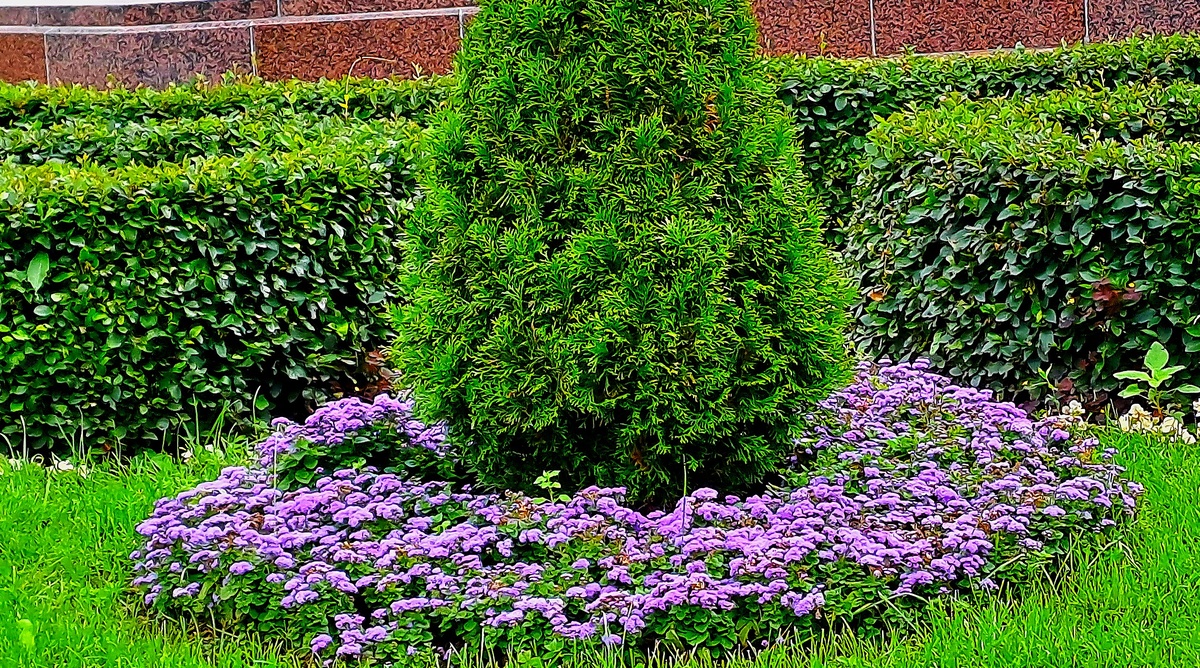 Пушистое ожерелье из агератума вокруг туи 