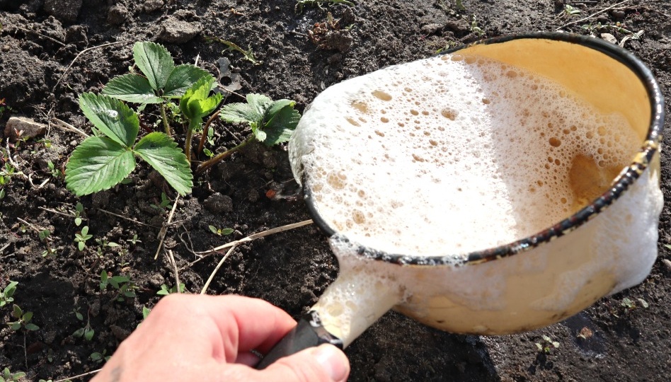 Как только клубника трогается в рост весной, поливаю этим. Вырастает очень много ягоды!