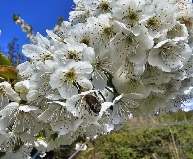 Противостояние гармонии и прагматичности