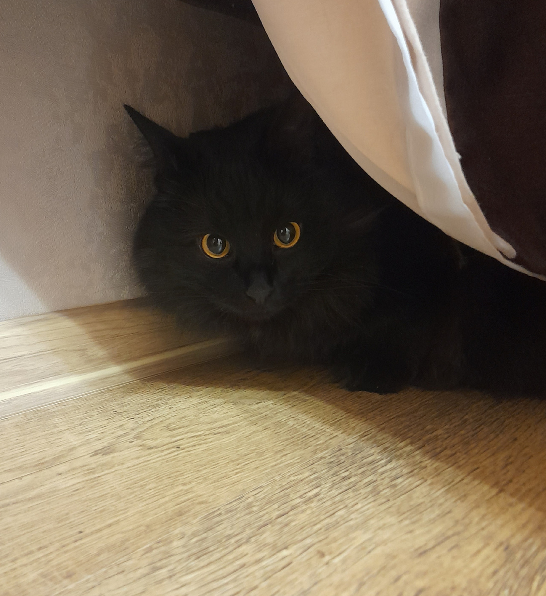 Спасался от упавшей ложки. Нашла его под шторой.