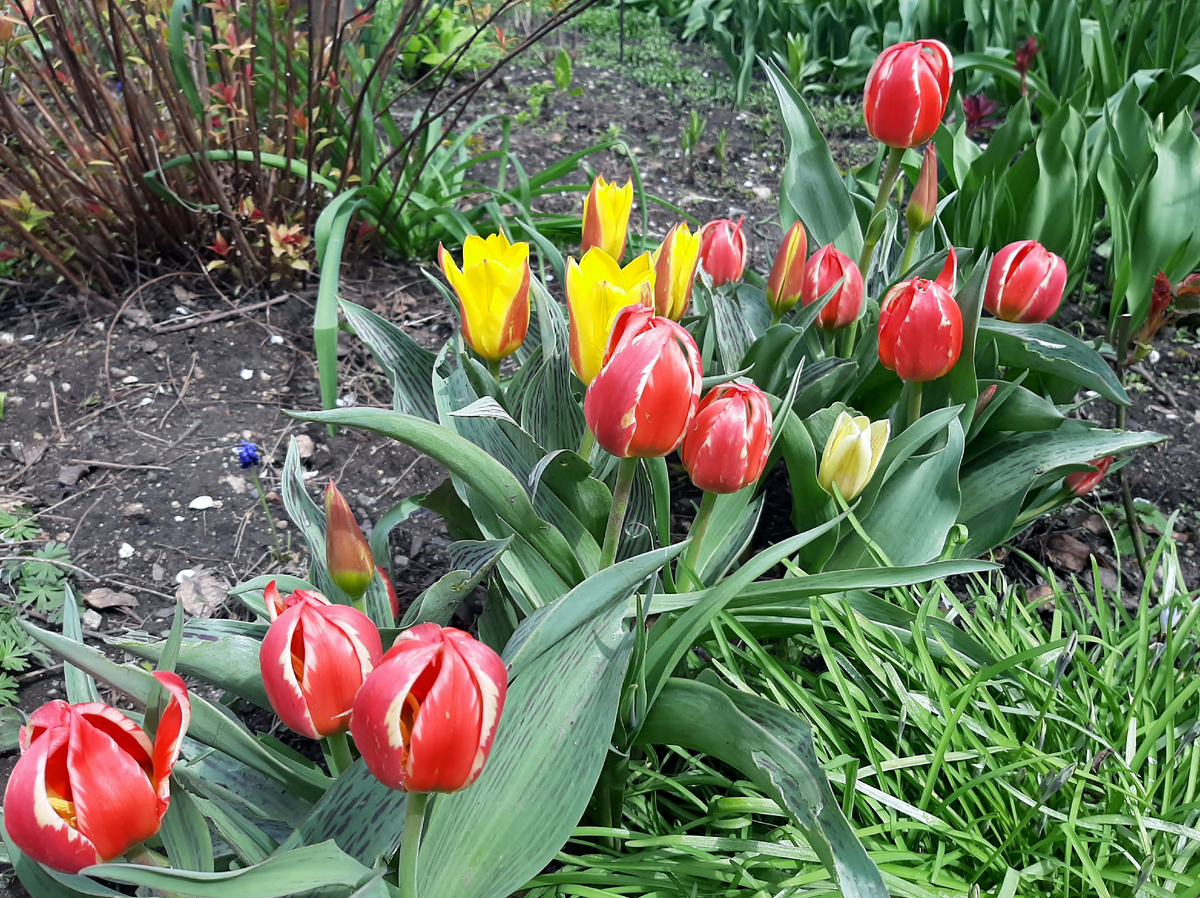 Немного не светло-розовая куртина...