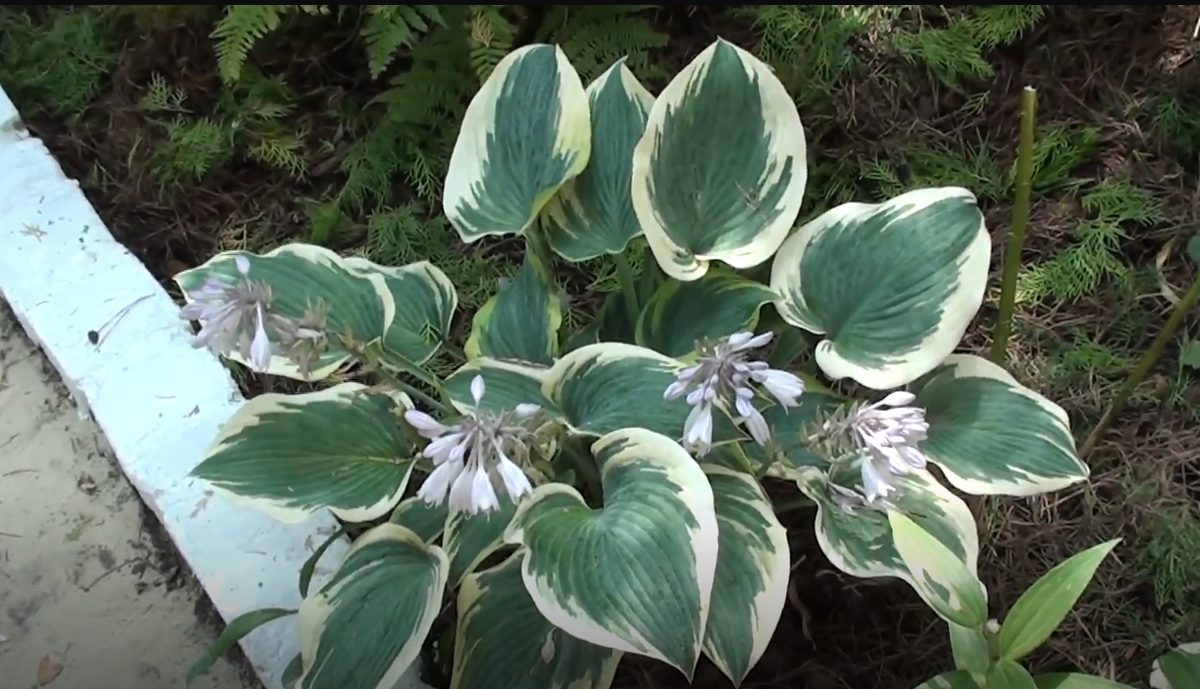 Блю Айвори.