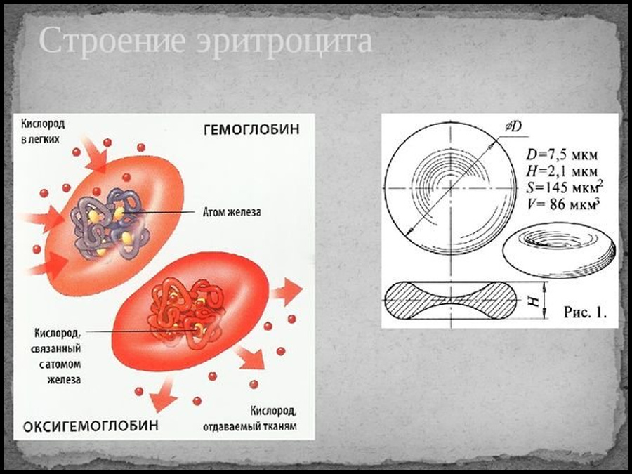 Эритроцит