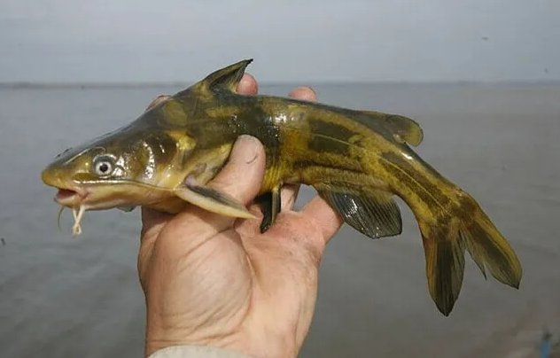 3 самые ядовитые рыбы русских рек!