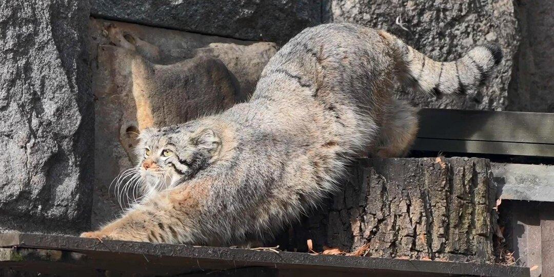 Московский зоопарк призвал не волноваться за одинокого манула Тимошу