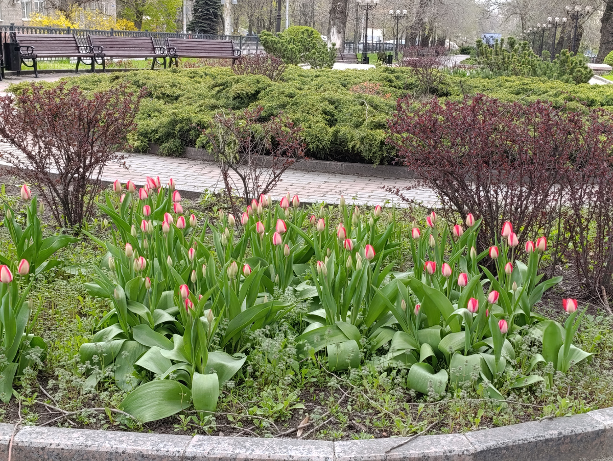 Тюльпаны в начале бульвара Шевченко.