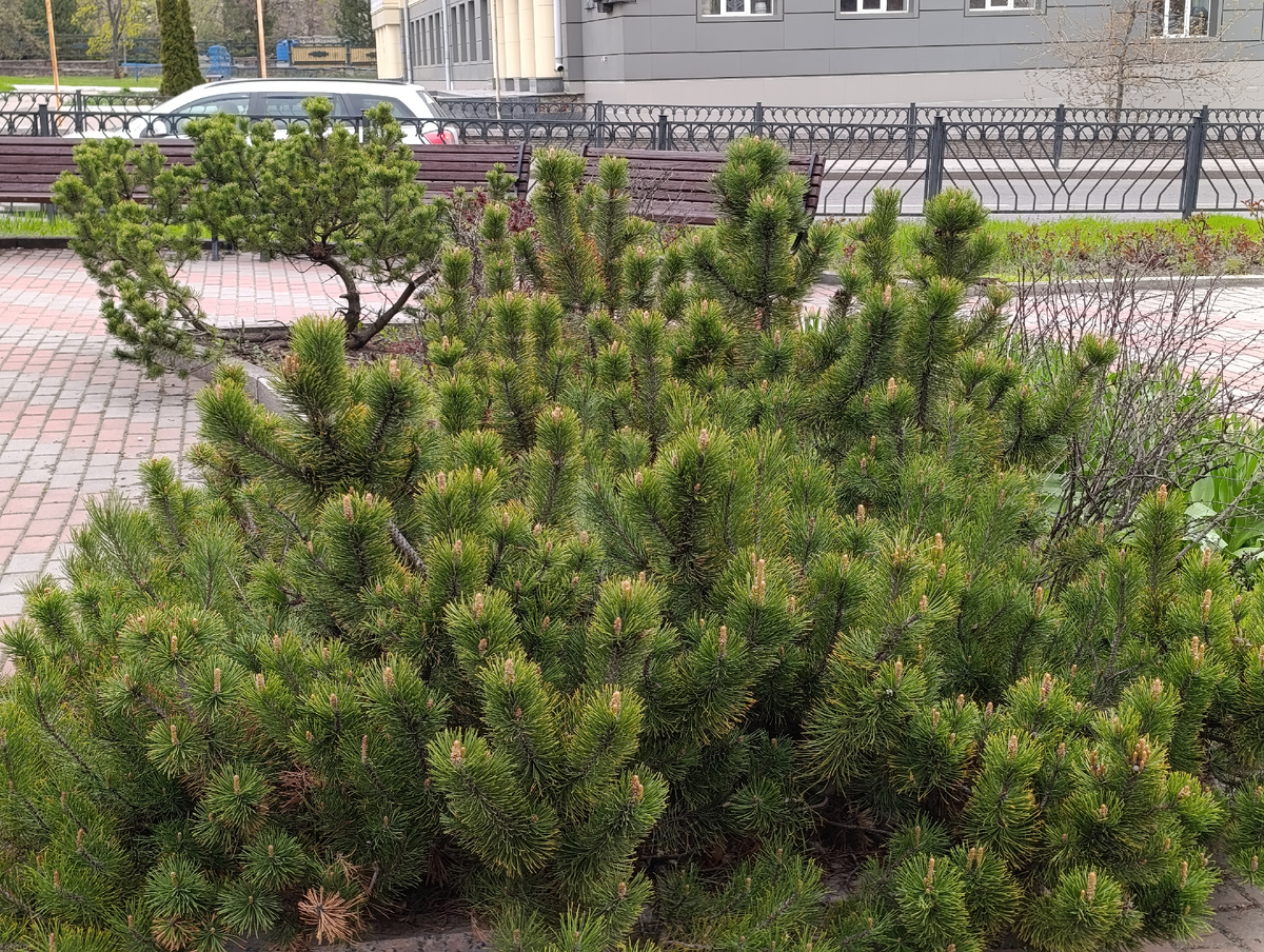 Хвойная клумба в начале бульвара Шевченко.