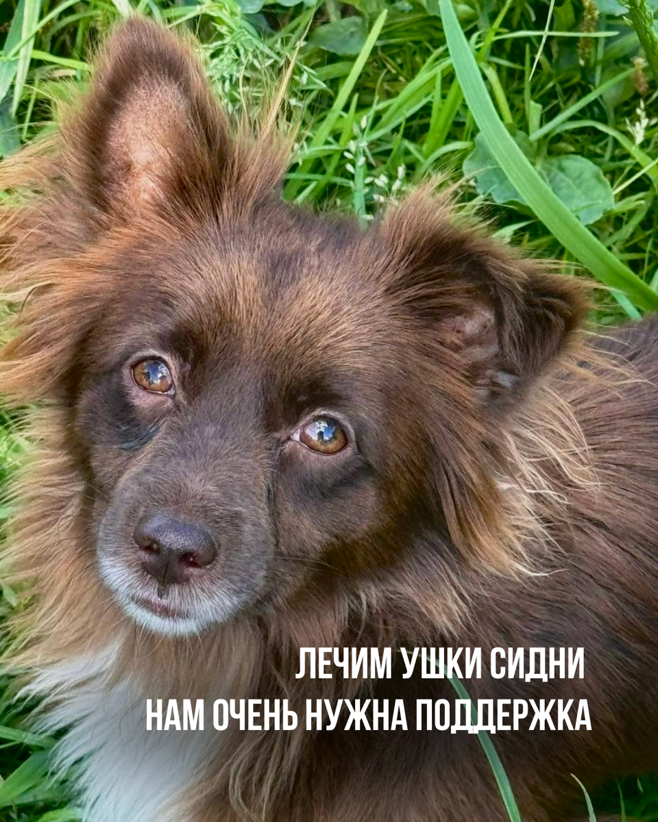 Наша лисичка Сидни-девочка невероятной красоты!