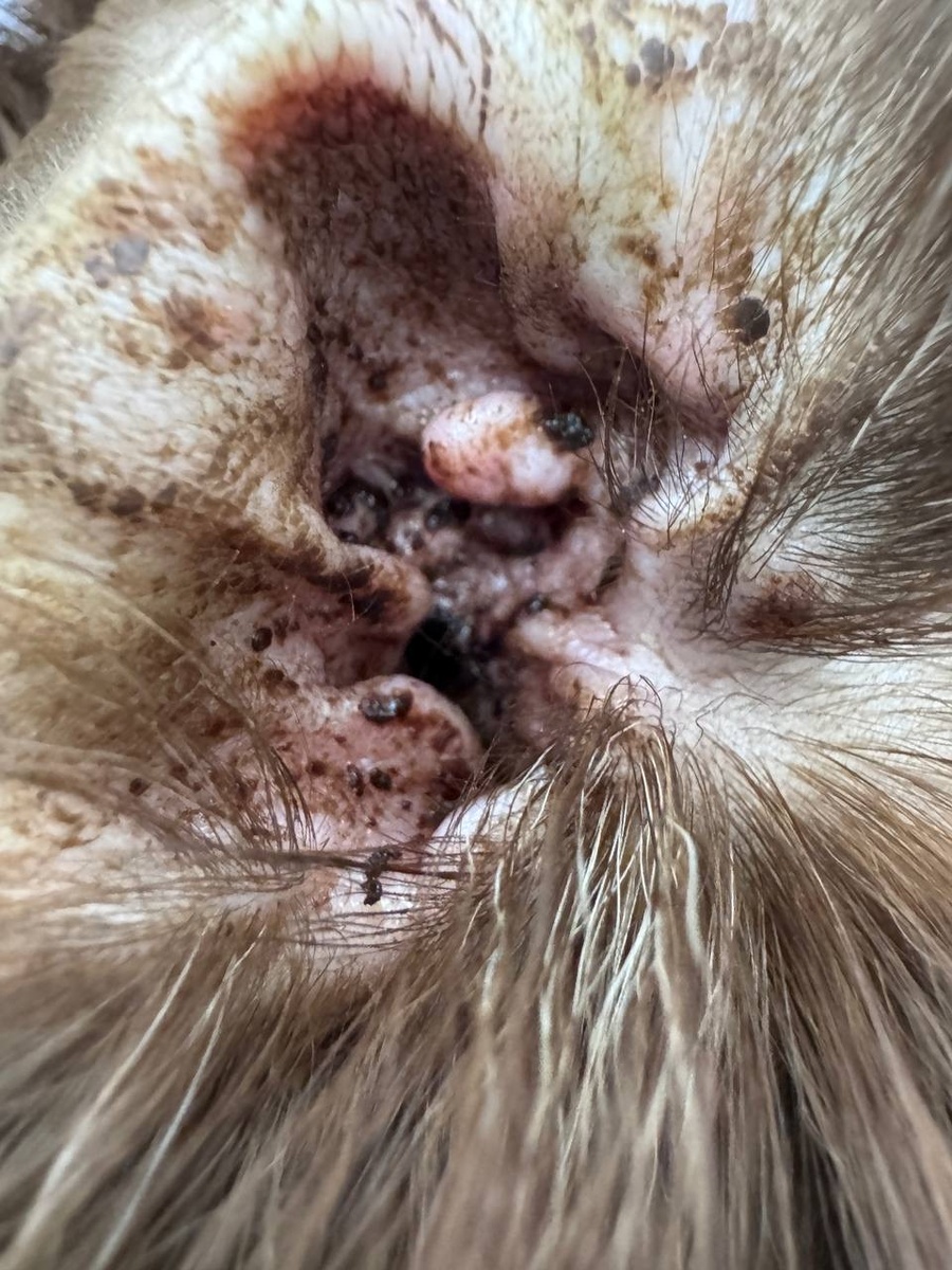 В таком сосо находились ее ушки😢