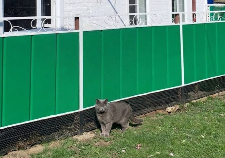 Кошка Марфа