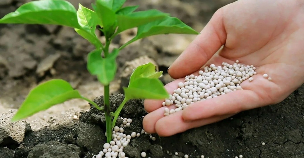 Основные элементы и удобрения для растений. Сроки внесения. Памятка дачнику.