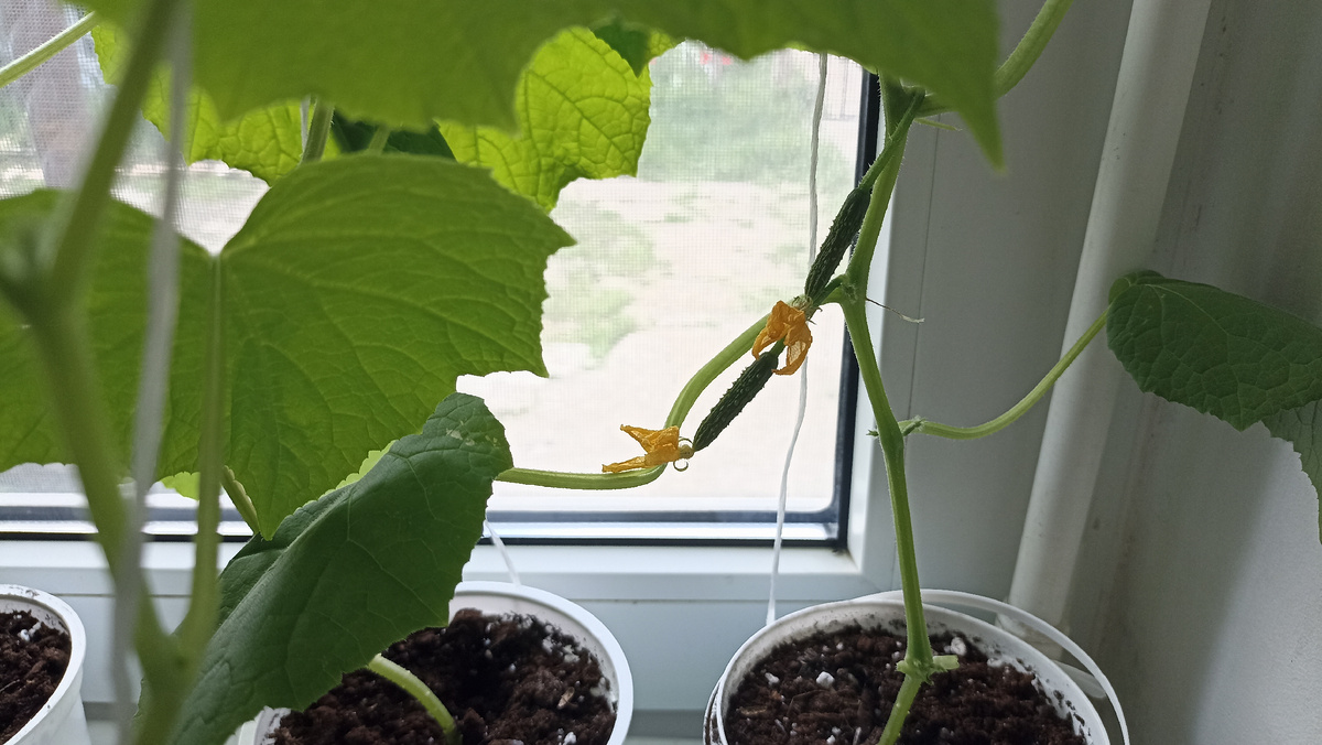 Огурцы на подоконнике