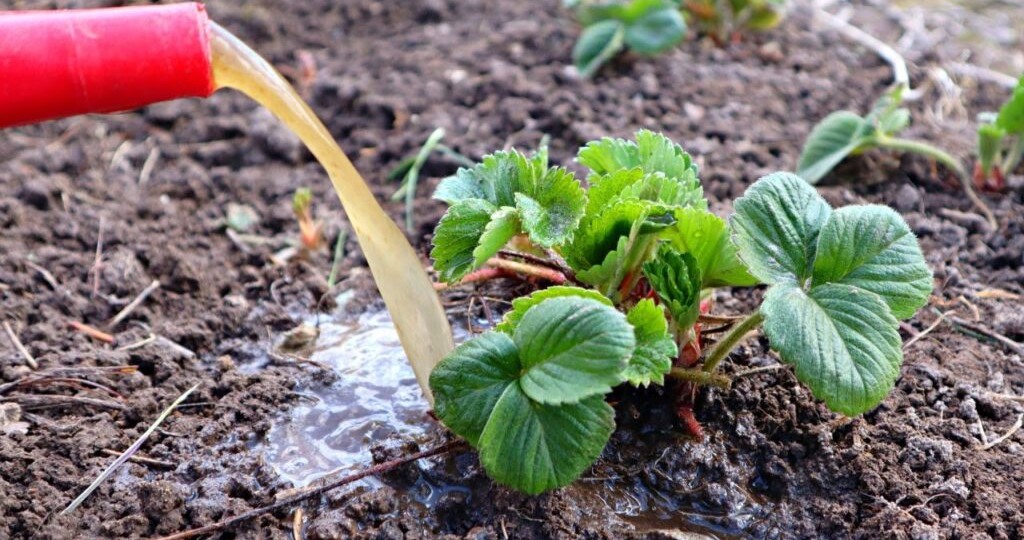 Сукцинат аммония: «Живая вода» для клубники после зимы.