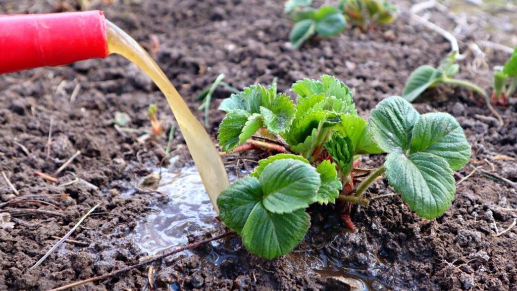 Своевременный и правильный уход за садовой земляникой - это залог большого урожая летом и до самой осени, если у вас высаженны подходящие сорта.