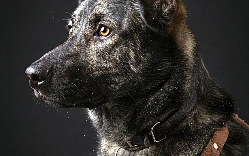 Любимая собака сына стала сиротой и обузой