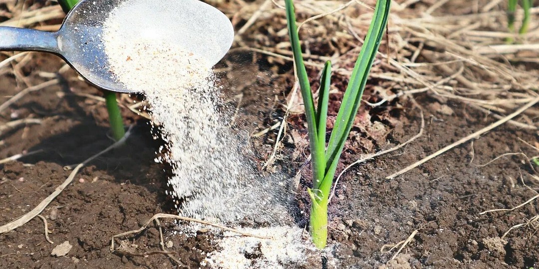 Сделайте это с чесноком в апреле мае для хорошего урожая.