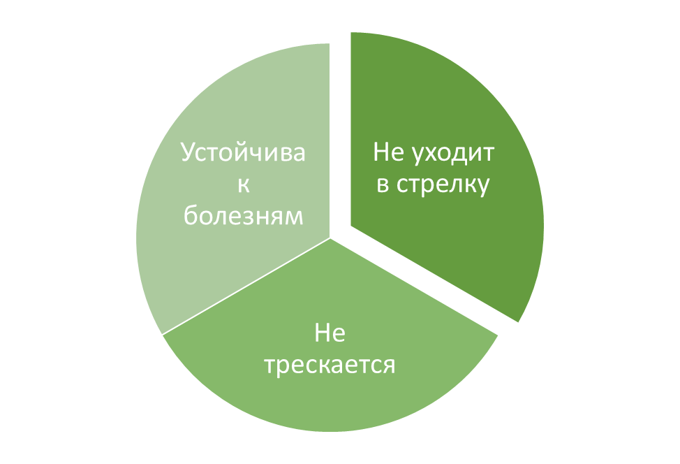 Характеристики сорта моркови «Королева осени»