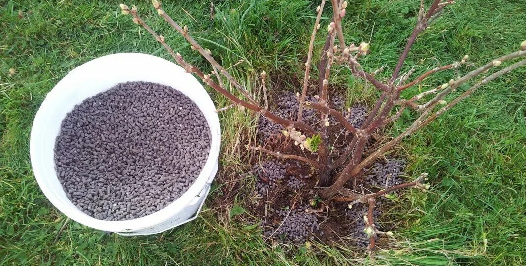 Чем подкормить смородину в апреле чтобы завалило ягодой летом!