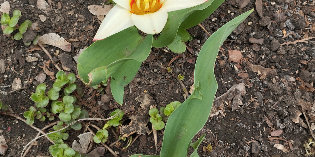 Как на самом деле внедряется в Донецке система ОМС. Про колл-центр, диспансеризацию, врачей, медкарту, паспорт и ксерокопии