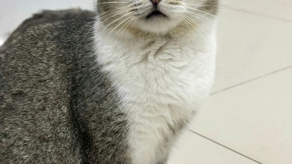 Котик Марк с редким абиссиннским окрасом ищет дом и любящую семью!