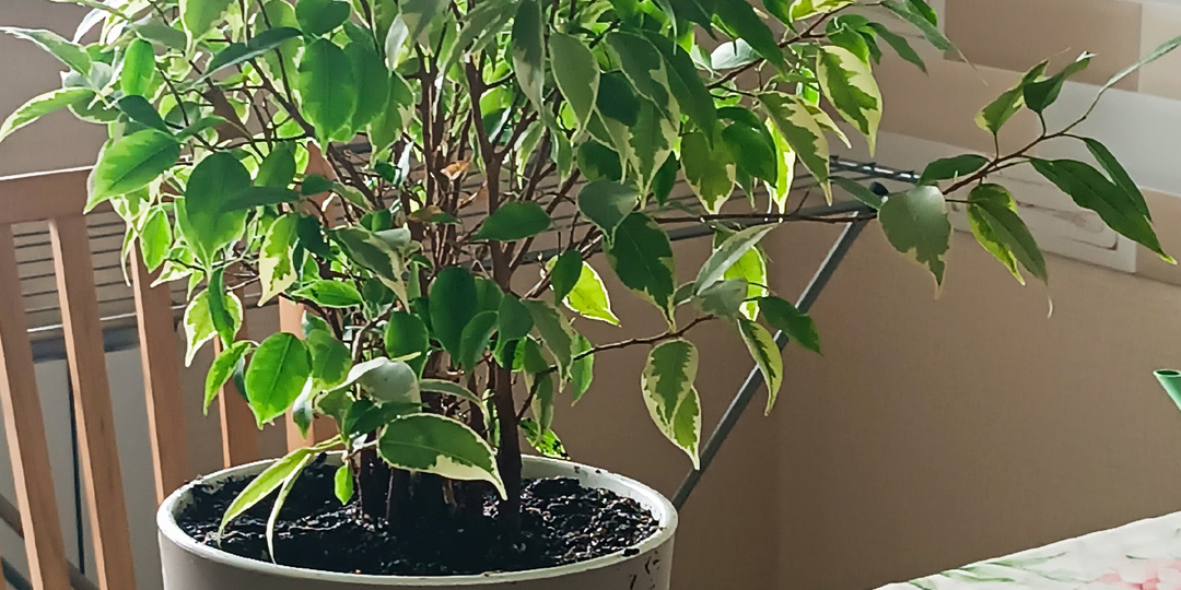 Фикус по имени Бенджамин