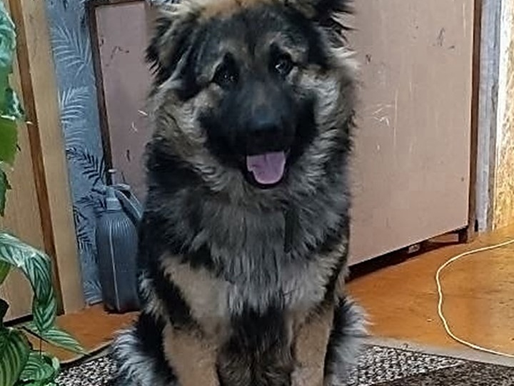 Веста: Помогите собрать последнюю тысячу для её счастья 🧡