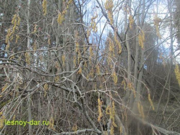 Цветёт ольха серая (фото с блога "Лесная кладовая")