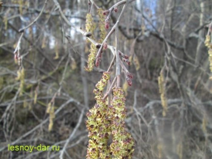 Когда и как цветёт ольха
