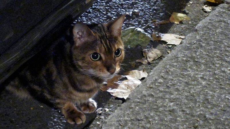 Кошка сбежала? Перестаньте искать её под машинами. Вот где она на самом деле прячется